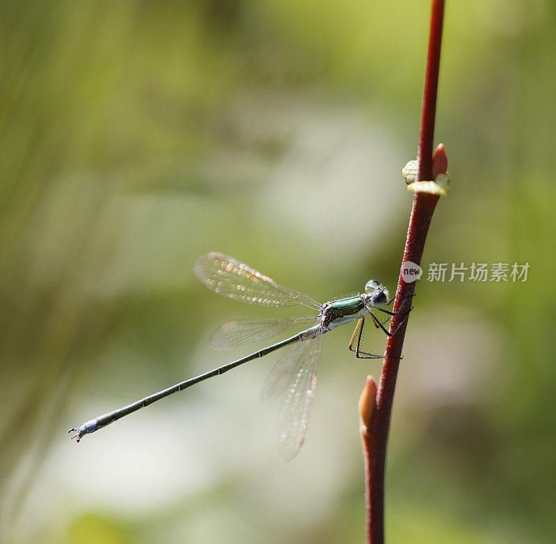 普通翡翠豆娘(Lestes sponsa)雄性